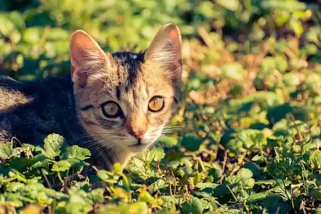 Free download adorable animal background free picture to be edited with GIMP free online image editor