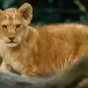 Adorable baby lion  screen for extension Chrome web store in OffiDocs Chromium