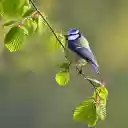 Adorable bird on a tree branch  screen for extension Chrome web store in OffiDocs Chromium
