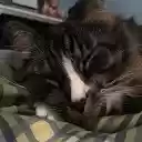Adorable Cats  screen for extension Chrome web store in OffiDocs Chromium