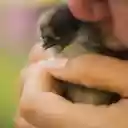 Adorable chick  screen for extension Chrome web store in OffiDocs Chromium