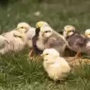 Adorable chicks  screen for extension Chrome web store in OffiDocs Chromium