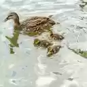 Adorable ducklings  screen for extension Chrome web store in OffiDocs Chromium