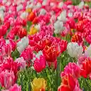 Adorable Flowers Theme  screen for extension Chrome web store in OffiDocs Chromium