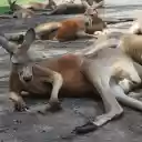adorable kangaroos  screen for extension Chrome web store in OffiDocs Chromium