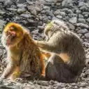 Adorable pair of monkeys  screen for extension Chrome web store in OffiDocs Chromium