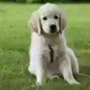 Adorable puppy on green grass  screen for extension Chrome web store in OffiDocs Chromium
