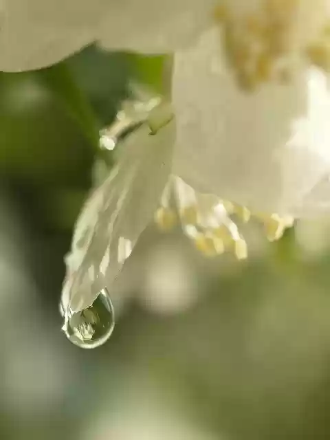 Free download A Drop Of Jasmine White -  free photo or picture to be edited with GIMP online image editor