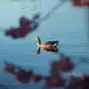 A duck swimming in a pond with pink flowers  screen for extension Chrome web store in OffiDocs Chromium