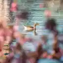 A duck swimming in the water near a tree  screen for extension Chrome web store in OffiDocs Chromium