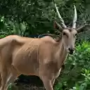 Adult antelope  screen for extension Chrome web store in OffiDocs Chromium