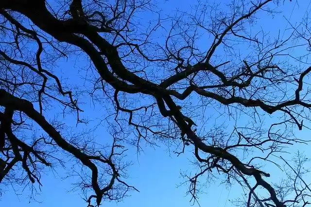 Free download Aesthetic Blue Tree -  free photo or picture to be edited with GIMP online image editor