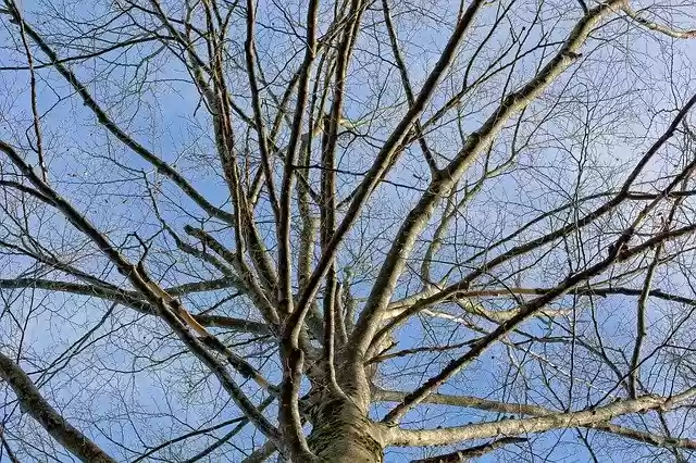 Free download Aesthetic Tree Branches -  free photo template to be edited with GIMP online image editor
