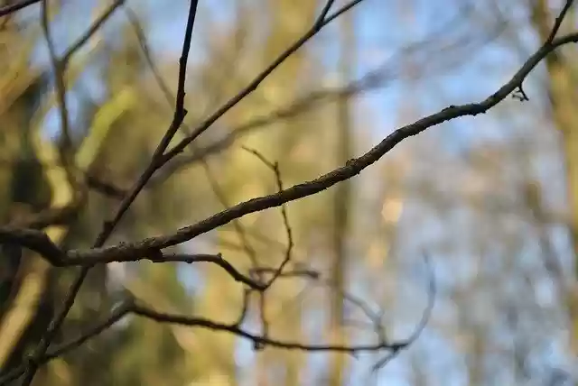 Free download Aesthetic Tree Winter -  free photo or picture to be edited with GIMP online image editor