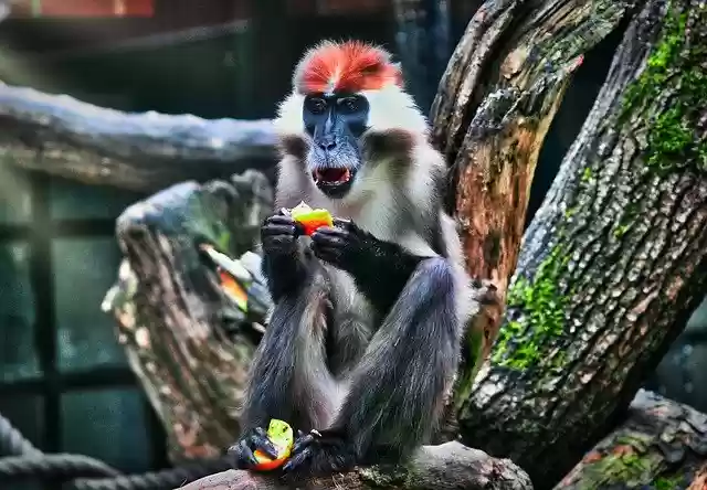 Free download Affe Natur -  free photo or picture to be edited with GIMP online image editor