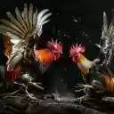A Fierce Battle Between Two SV388 Roosters  screen for extension Chrome web store in OffiDocs Chromium