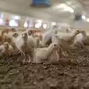 A flock of chicks  screen for extension Chrome web store in OffiDocs Chromium