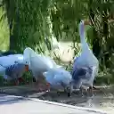 A flock of white geese under the tree  screen for extension Chrome web store in OffiDocs Chromium