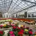 A Flourishing Tapestry of Primula Varieties  screen for extension Chrome web store in OffiDocs Chromium