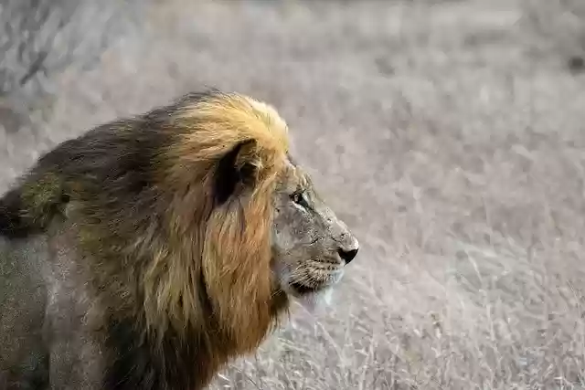 Muat turun percuma gambar percuma fauna spesies hidupan liar singa afrika untuk diedit dengan editor imej dalam talian percuma GIMP