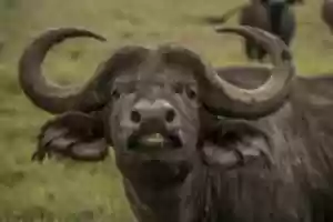 Free download African buffalo free photo or picture to be edited with GIMP online image editor