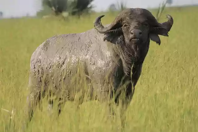 Free download african buffalo standing statue mud free picture to be edited with GIMP free online image editor