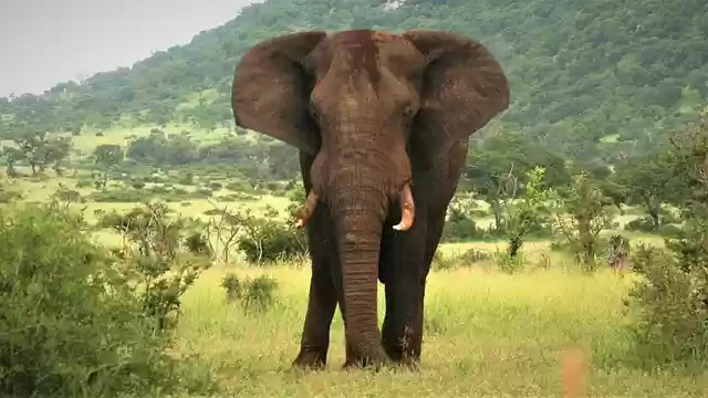 Free download african elephant big ears alert free picture to be edited with GIMP free online image editor