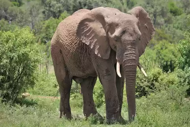 Free download african elephant bull thick skin free picture to be edited with GIMP free online image editor