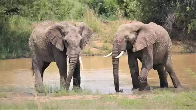 Free download african elephants start free picture to be edited with GIMP free online image editor