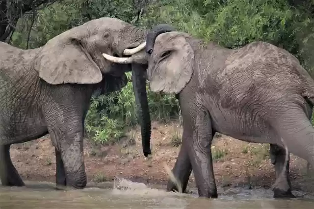 Free download african elephants touch free picture to be edited with GIMP free online image editor