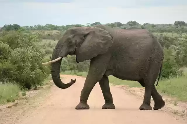 Free download african elephant tusk big majestic free picture to be edited with GIMP free online image editor