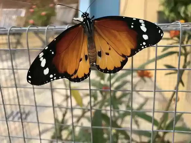 Free download African Monarch -  free photo or picture to be edited with GIMP online image editor