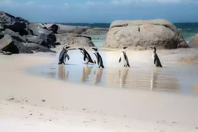 Bezpłatne pobieranie afrykańskich pingwinów pingwiny jackass darmowe zdjęcie do edycji za pomocą bezpłatnego internetowego edytora obrazów GIMP