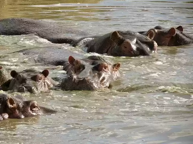 Free download Africa Tanzania Wildlife -  free photo or picture to be edited with GIMP online image editor