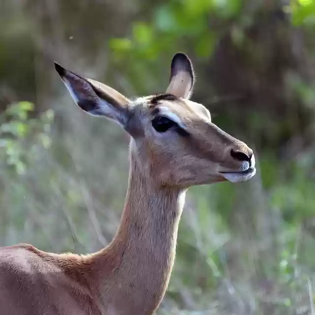 Bezpłatne pobieranie afrique du sud safari animal impala darmowe zdjęcie do edycji za pomocą bezpłatnego internetowego edytora obrazów GIMP
