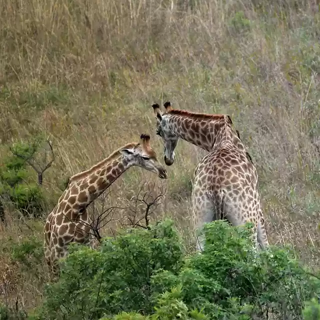 Free download afrique du sud safari giraffe free picture to be edited with GIMP free online image editor