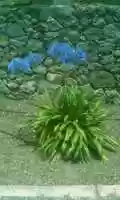 Libreng pag-download ng Agapanthus praecox (bulaklak ng pag-ibig, Lily ng nile) na may mga asul na bulaklak libreng larawan o larawan na ie-edit gamit ang GIMP online na editor ng imahe