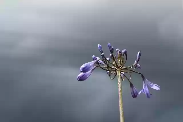 Free download Agapanthus Sky Blue -  free photo or picture to be edited with GIMP online image editor