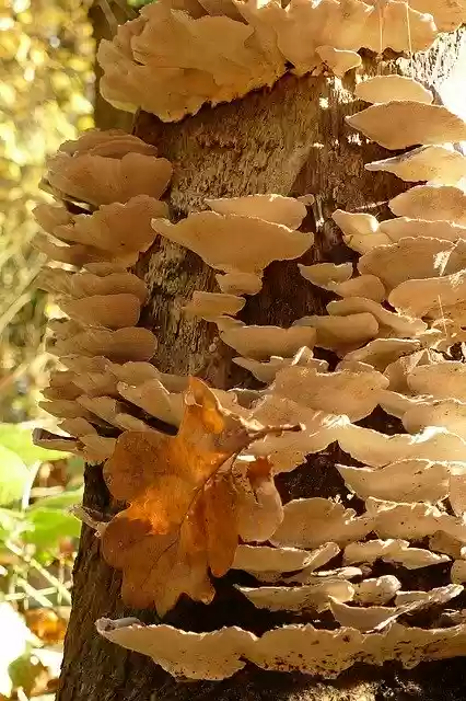 Free download Agaric Mushroom Mold -  free free photo or picture to be edited with GIMP online image editor