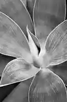 Free download Agave free photo or picture to be edited with GIMP online image editor