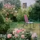 A Gentle Respite Amidst Hydrangea Blooms  screen for extension Chrome web store in OffiDocs Chromium