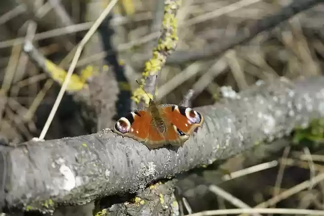 Free download aglais io butterfly insect free picture to be edited with GIMP free online image editor
