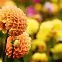 A Golden Orb of Dahlia  screen for extension Chrome web store in OffiDocs Chromium