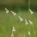 A Graceful Array of Celosia argentea Var. spicata  screen for extension Chrome web store in OffiDocs Chromium