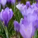 A Harbingers of Spring: Crocus vernus  screen for extension Chrome web store in OffiDocs Chromium