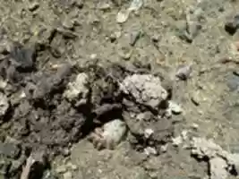 Free download A Hermit Crab Stuck in the Hole Between Inside and Outside free photo or picture to be edited with GIMP online image editor