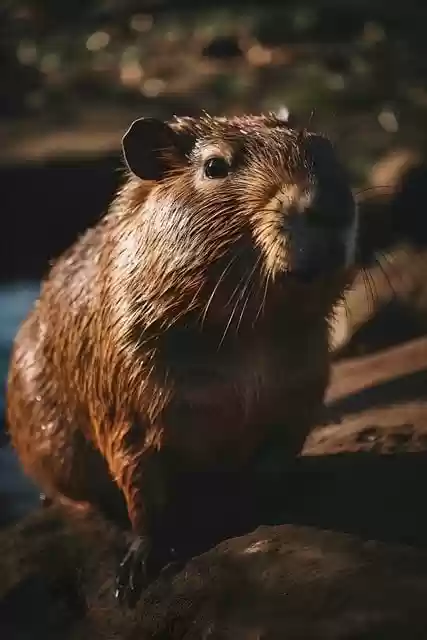 Free download ai generated capybara rodent mammal free picture to be edited with GIMP free online image editor