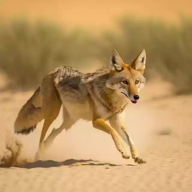 قم بتنزيل ai إنشاء ثعلب ذئب يعمل مجانًا ليتم تحريره باستخدام محرر الصور المجاني عبر الإنترنت من GIMP