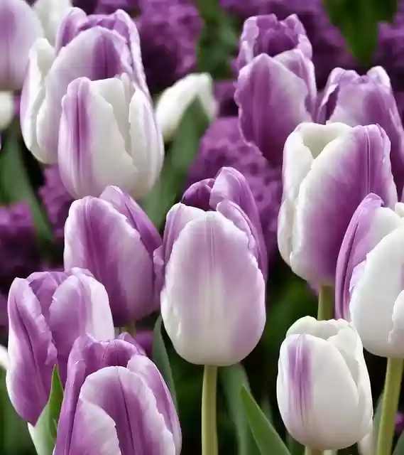 Free download ai generated flowers tulips plants free picture to be edited with GIMP free online image editor