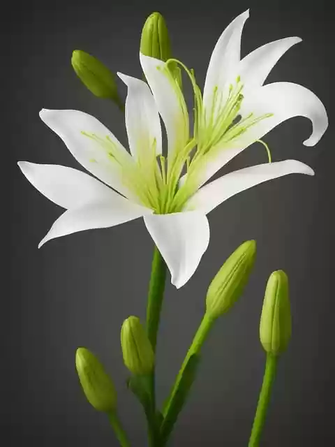 Free download ai generated lily flower botany free picture to be edited with GIMP free online image editor